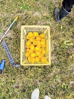 ゆずの収穫 ゆず,木,実の写真素材