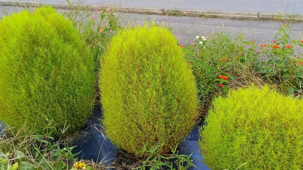 紅葉前のコキア(箒草) 紅葉前のコキア(箒草) コキア,箒草,ヒユ科の写真素材