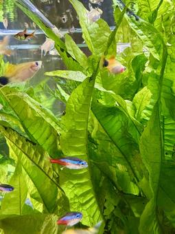 大きな水槽でゆったりと泳ぐ熱帯魚 大きな水槽でゆったりと泳ぐ熱帯魚 熱帯魚,ネオンテトラ,グッピーの写真素材