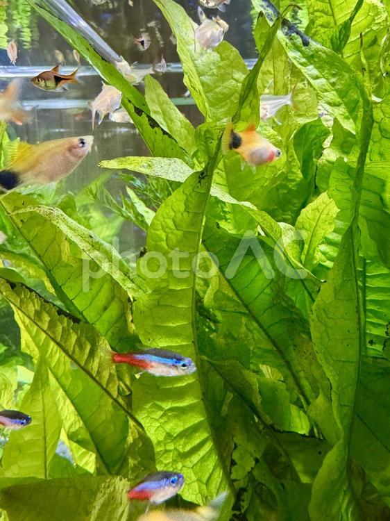 大きな水槽でゆったりと泳ぐ熱帯魚 熱帯魚,ネオンテトラ,グッピーの写真素材