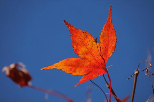 紅葉 紅葉,秋,秋イメージの写真素材