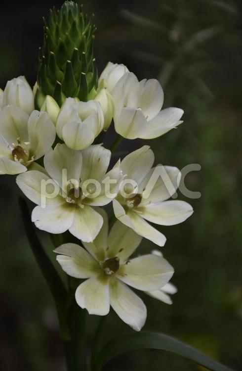 オーニソガラムの花 オーニソガラム,ornithogalum,白い花の写真素材