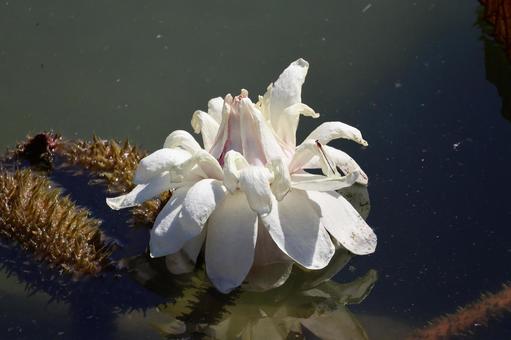白い花ぴらのオオニバスの花の咲く池 白い,花びら,オオニバスの写真素材