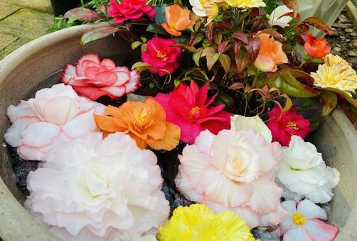 庭 壺 薔薇 庭 壺 薔薇 バラ,薔薇,花の写真素材