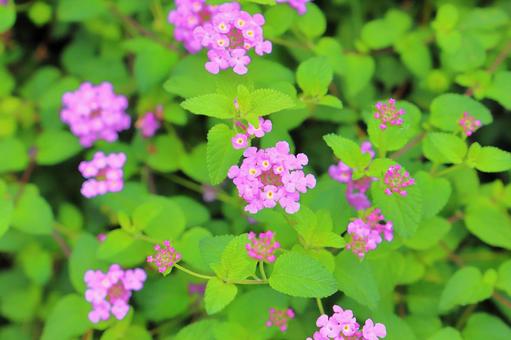 コバノランタナ 紫色の花 コバノランタナ 紫色の花 花,植物,コバノランタナの写真素材