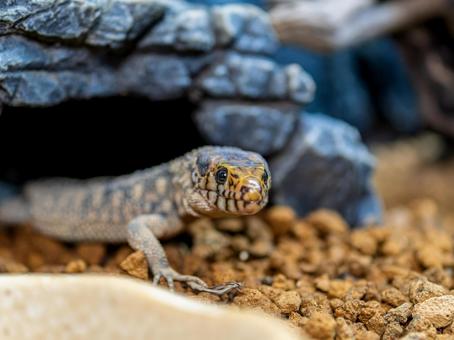 イボヨルトカゲのアップ イボヨルトカゲ,爬虫類,動物の写真素材