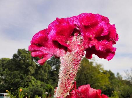 トサカケイトウの花 トサカケイトウの花 トサカケイトウ,花,夏の写真素材