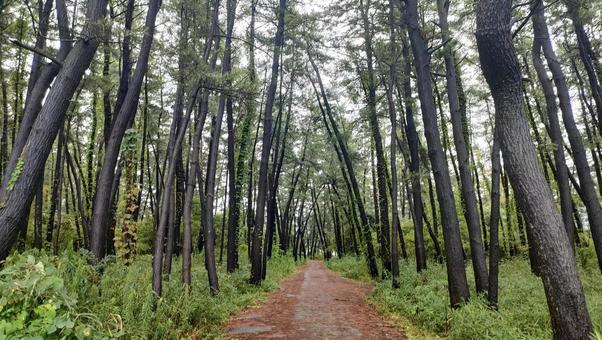 林道 林道,林,森の写真素材