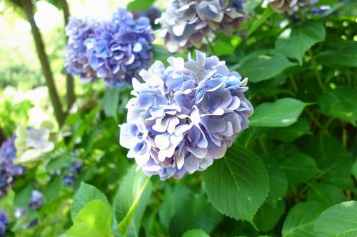 紫陽花 紫陽花 紫陽花,花,梅雨の写真素材