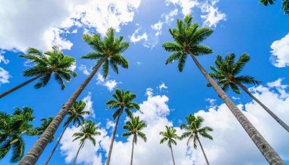 ヤシの木を見上げる 青空背景 ヤシの木を見上げる 青空背景の写真