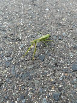 道路にいたカマキリ カマキリ,昆虫,道路の写真素材