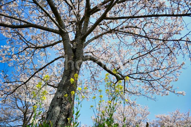 青空と桜と菜の花 春,サクラ,さくらの写真素材