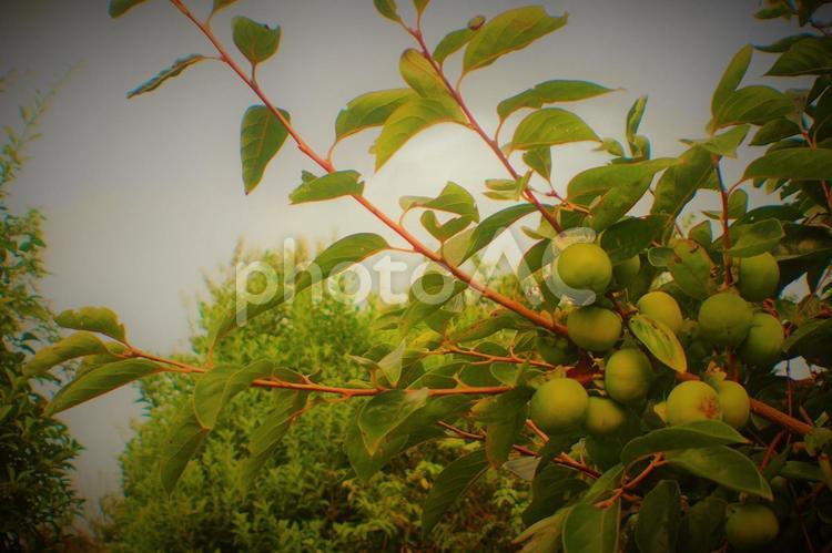 秋の味覚～青柿 青柿,秋,収穫の写真素材