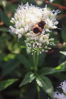 藤袴とオオハナアブ 藤袴,オオハナアブ,花の写真素材