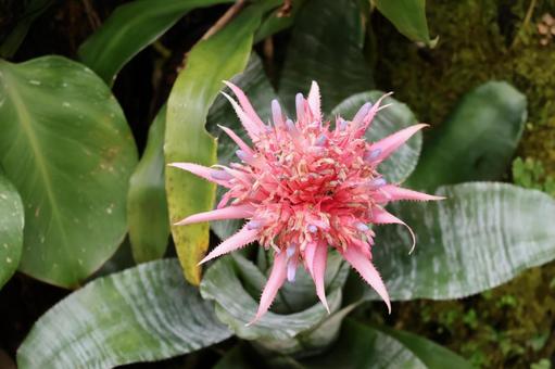 ピンクのエクメアの花のアップ ピンクのエクメアの花のアップの写真