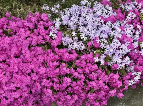 芝桜 芝桜の写真