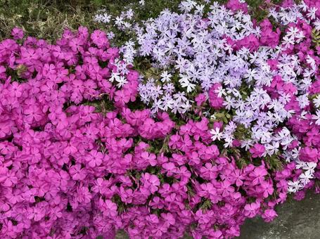 Moss phlox, JPG