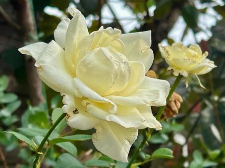 白い花 白バラ 薔薇 白い花 白バラ 薔薇の写真