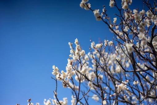 青空に映える満開の白梅 梅,白梅,花の写真素材