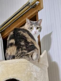 キャットタワーの上の猫 猫,ネコ,三毛猫の写真素材