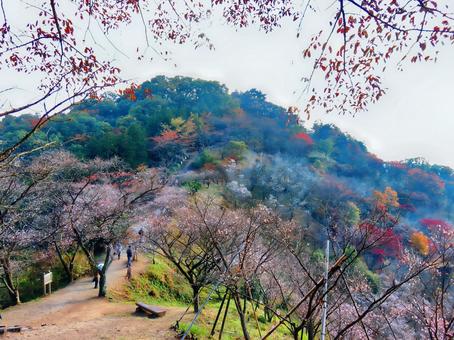 秋の桜山 桜山,山,群馬の写真素材