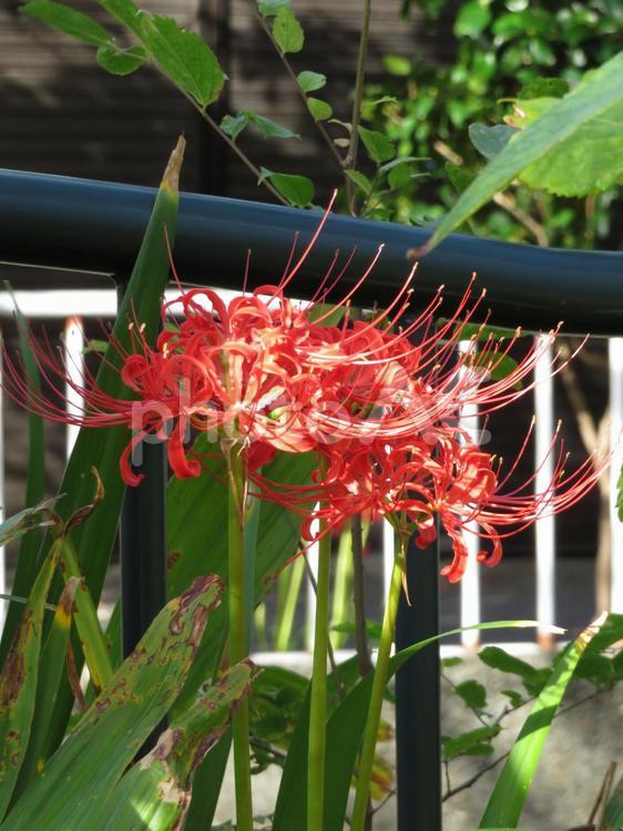 花壇の鉄柵に並んで咲く赤いヒガンバナ ヒガンバナ,花,開花の写真素材