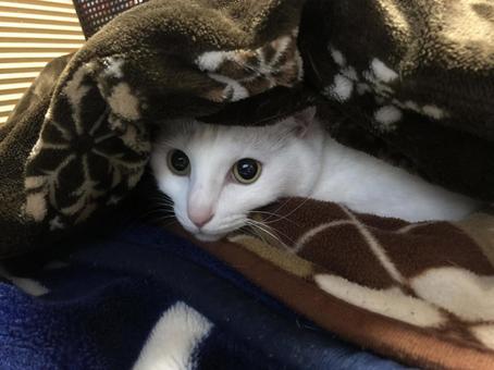 ねこたつ ねこたつ ねこ,cat,こたつの写真素材