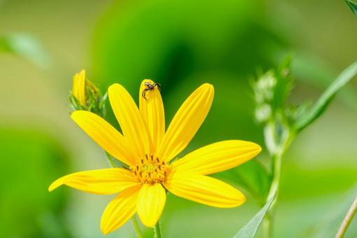 キクイモの花と小さなクモ キクイモの花と小さなクモ キクイモ,花,黄色の写真素材