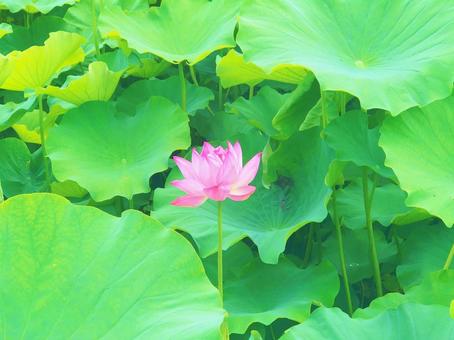 ハスの花 ハスの花の写真
