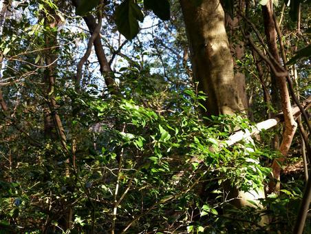 野草 草,山,山中の写真素材