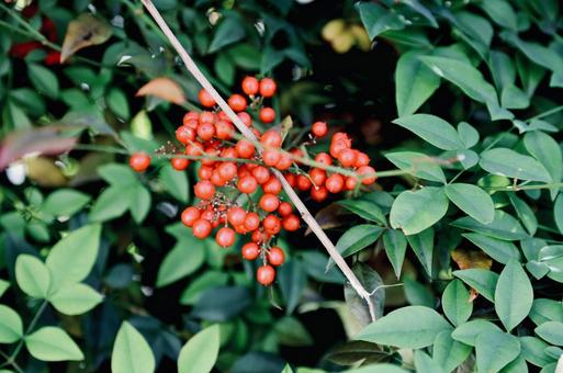 ナンテン2 ナンテン,なんてん,植物の写真素材
