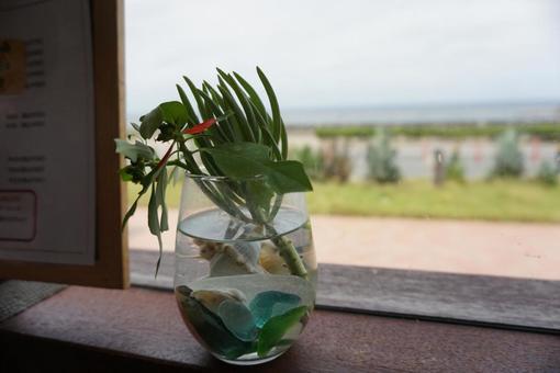 植物 ナチュラル 植物 ナチュラルの写真