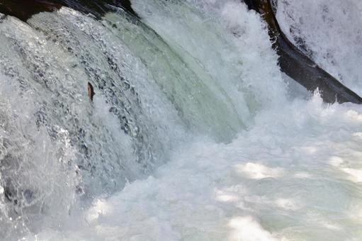 サクラマスの遡上 サクラマスの遡上 サクラマス,遡上,北海道の写真素材
