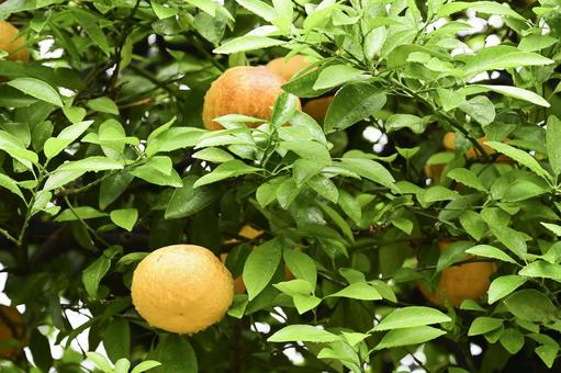 木になるゆず ゆず,柑橘系,木になるゆずの写真素材