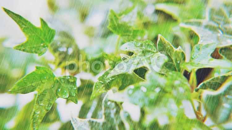 雨、葉、しずく　 雨,葉,葉っぱの写真素材