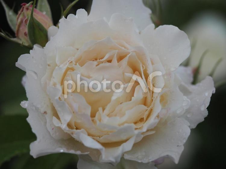 雨上がりのバラ園　プリンセステンコー① 薔薇,バラ,ローズの写真素材