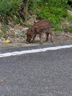 ウリ坊 ウリ坊の写真