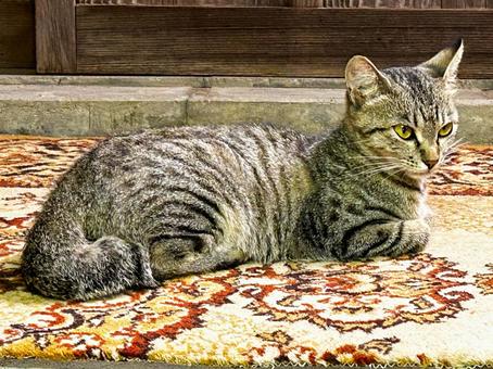 Kitten separated from mother cat, JPG