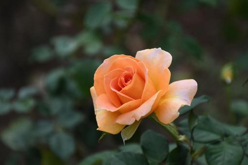 オレンジ薔薇③の写真