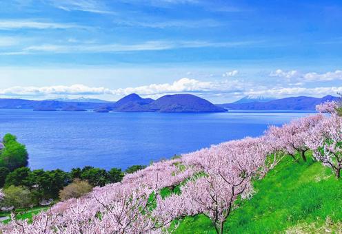 洞爺湖 梅林 洞爺湖 梅林の写真