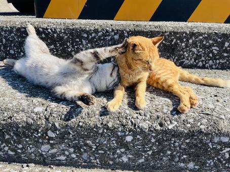 仲良しネコちゃん 茶色,野良猫,ノラネコの写真素材
