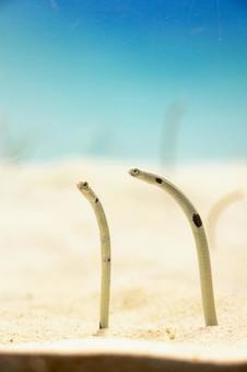 二匹のチンアナゴ 二匹のチンアナゴ チンアナゴ,ペア,魚の写真素材