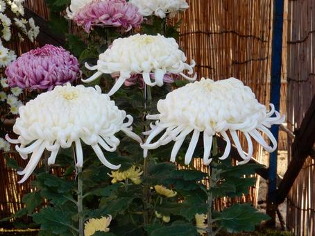 【風景写真】福山菊花展覧会の風景 キク,菊,菊花展の写真素材