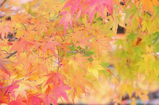 色づく紅葉 もみじ 色づく紅葉 もみじの写真