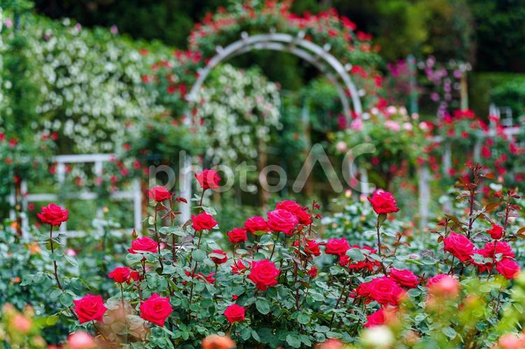 バラ園に咲くたくさんの薔薇の花 薔薇,バラ,ローズの写真素材