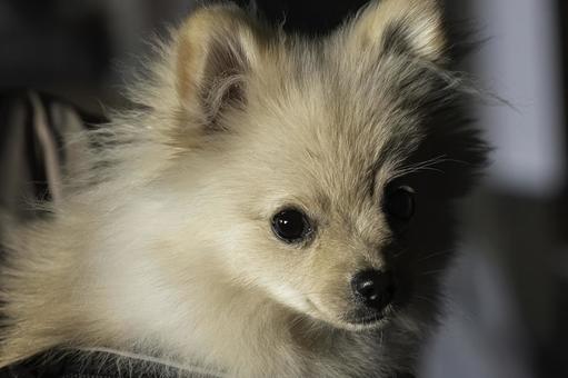 ポメラニアン【生後約7か月】 ポメラニアン,ふわふわ,もふもふの写真素材
