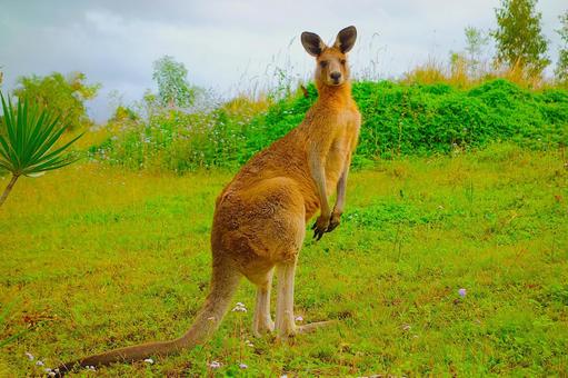 カンガルー 1 カンガルー 1 カンガルー,オーストラリア,立ち姿の写真素材