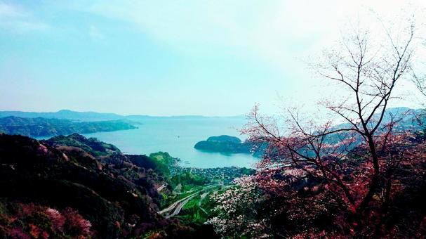 海と桜 海と桜の写真