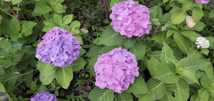 紫陽花 紫陽花,桃色,自然の写真素材