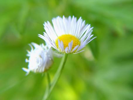 野の花 野の花の写真